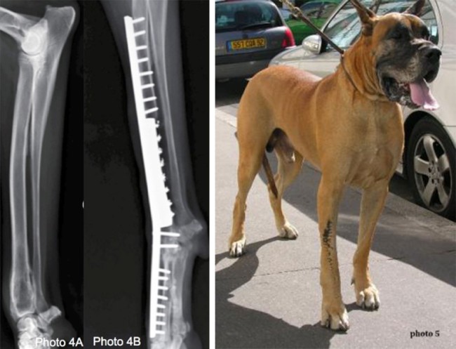 Ostéosarcomes du radius distal du chien, chat Neuilly-sur-Seine, Paris