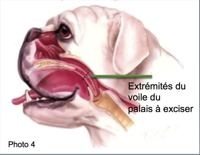 Le syndrome brachycéphale du chien Neuilly-sur-Seine, Paris