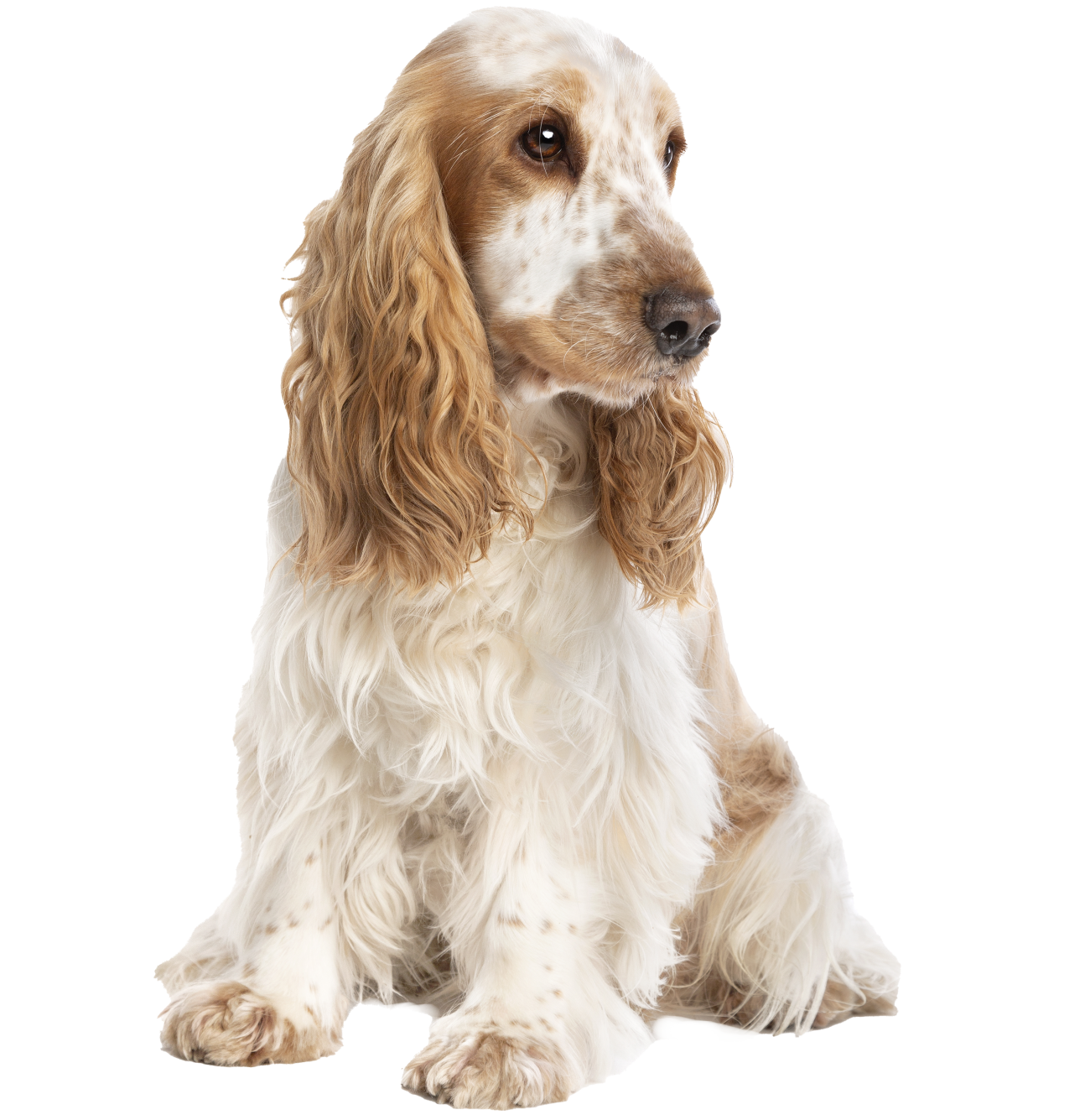cocker