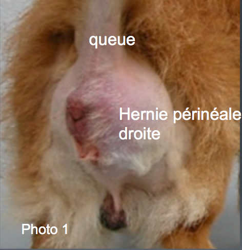Hernie périnéale chez le chien et le chat Neuilly-sur-Seine, Paris