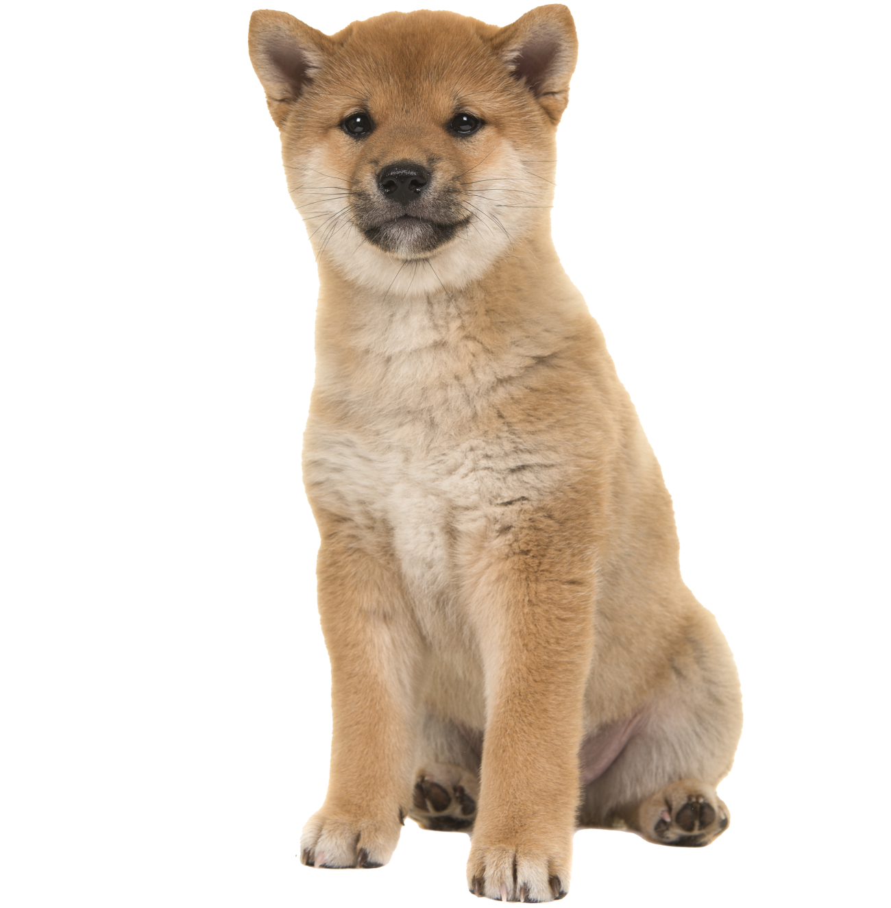 chien soigné