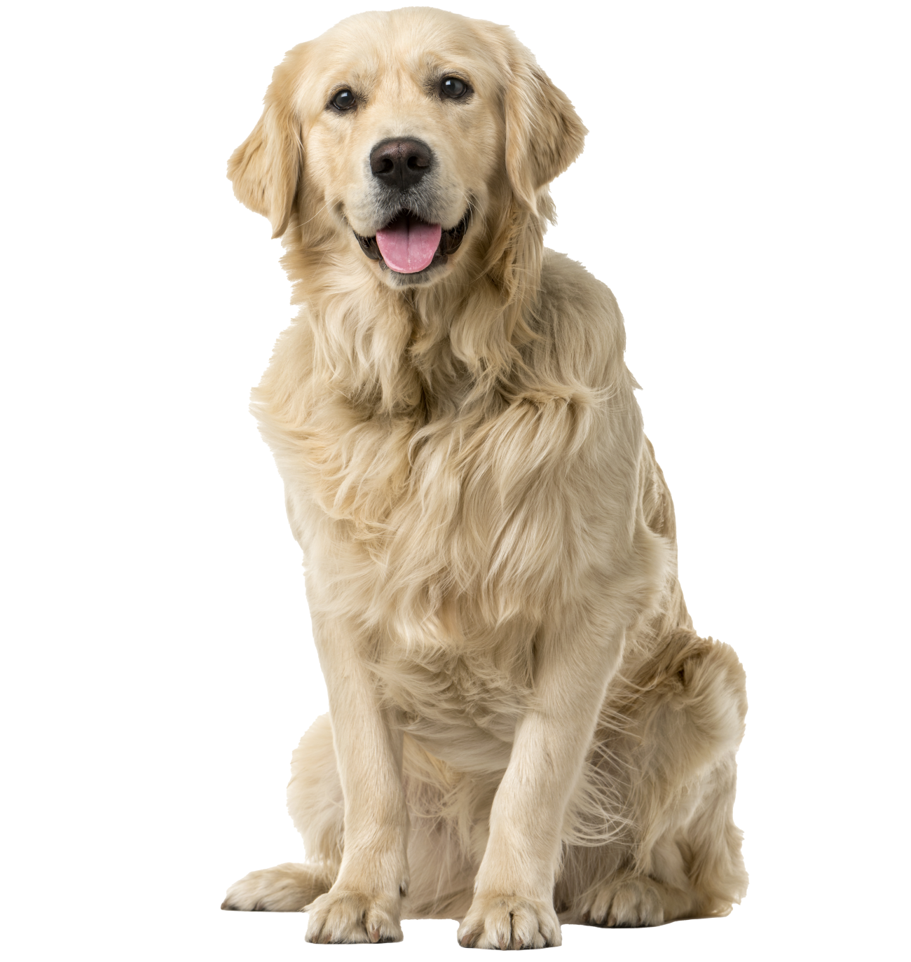 chien suite opération