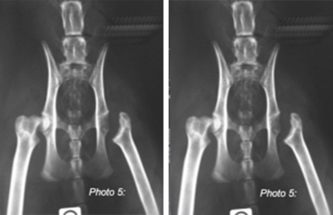 Prothèse totale hanche chien & chat - Opération dysplasie | Neuilly