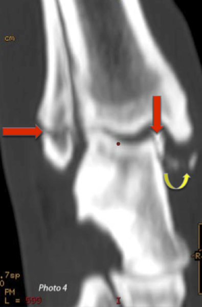 Utilisation du scanner rayon X vétérinaire Neuilly-sur-Seine, Paris