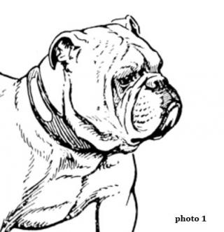 Le syndrome brachycéphale du chien Neuilly-sur-Seine, Paris