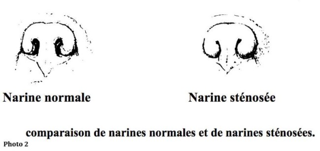 Le syndrome brachycéphale du chien Neuilly-sur-Seine, Paris